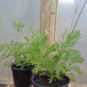 MUDA DE LAVANDA MULTIFIDA