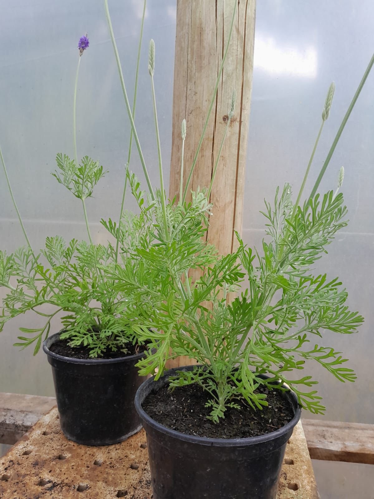 MUDA DE LAVANDA MULTIFIDA