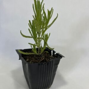 MUDA DE LAVANDA DENTATA