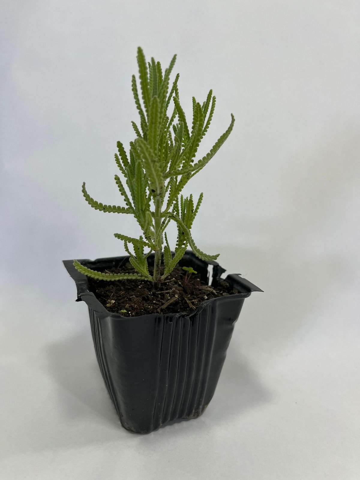 MUDA DE LAVANDA DENTATA